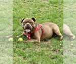 Small #3 American Pit Bull Terrier