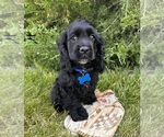Small #2 Cocker Spaniel