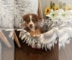 Small Photo #2 Miniature Australian Shepherd Puppy For Sale in NOBLE, MO, USA