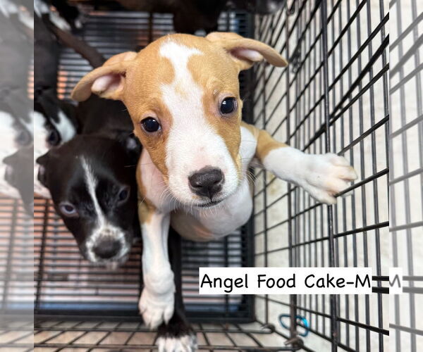 Medium Photo #3 American Boston Bull Terrier Puppy For Sale in GILBERTS, IL, USA