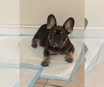 Small Photo #18 French Bulldog Puppy For Sale in FITCHBURG, WI, USA