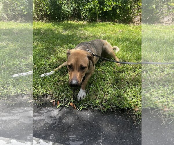 Medium Photo #3 German Shepherd Dog-Unknown Mix Puppy For Sale in Royal Palm Beach, FL, USA