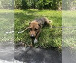 Small #2 German Shepherd Dog Mix