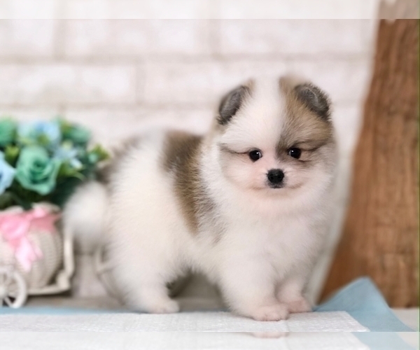 Medium Photo #9 Pomeranian Puppy For Sale in DALLAS, TX, USA
