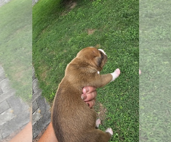 Medium Photo #16 American Bully Puppy For Sale in SAINT ALBANS, WV, USA