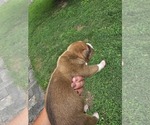 Small Photo #16 American Bully Puppy For Sale in SAINT ALBANS, WV, USA