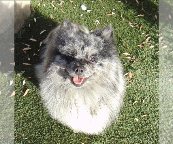 Medium Photo #1 Pomeranian Puppy For Sale in INDIO, CA, USA