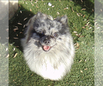 Small Photo #1 Pomeranian Puppy For Sale in INDIO, CA, USA