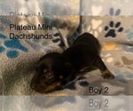 Small #5 Dachshund