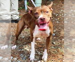 Small #2 American Staffordshire Terrier