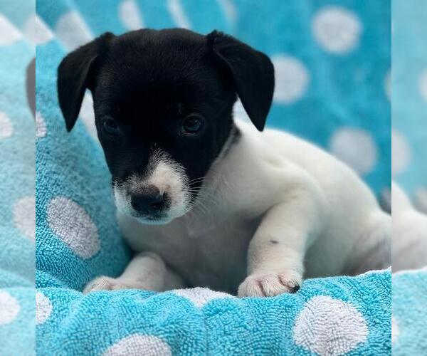 Medium Photo #3 Labrador Retriever-Unknown Mix Puppy For Sale in San Diego, CA, USA