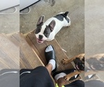 Small #1 French Bulldog