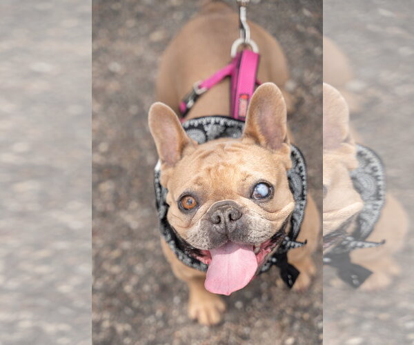 Medium Photo #1 French Bulldog Puppy For Sale in St. Louis Park, MN, USA