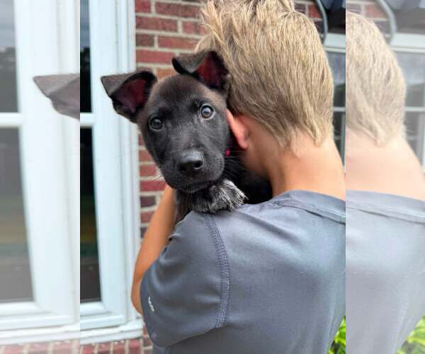 Medium Photo #2 German Shepherd Dog-Unknown Mix Puppy For Sale in Woodbury, NY, USA