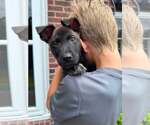 Small #1 German Shepherd Dog Mix