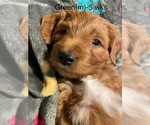 Small #1 Goldendoodle