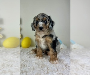 Miniature Bernedoodle Puppy for sale in GREENFIELD, IN, USA