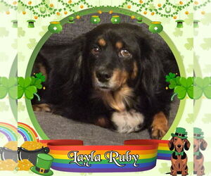 Layla Ruby - Female Dachshund-Unknown Mix Dog for Adoption - Photo #4