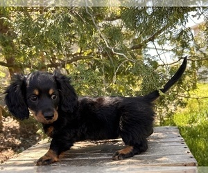 Rottweiler Puppy for sale in MIDDLEBURY, IN, USA