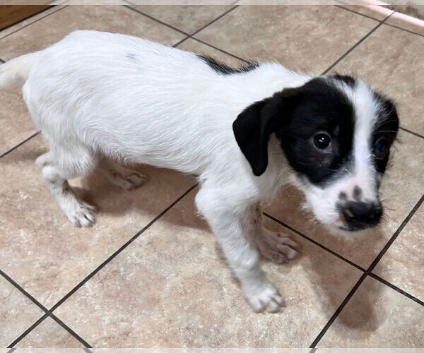 Medium Photo #3 Labbe Puppy For Sale in Tracy City, TN, USA