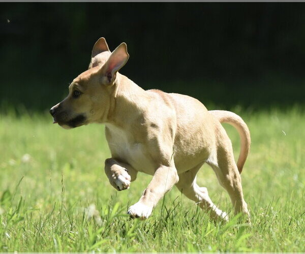Medium Photo #6 Shepradors Puppy For Sale in Mechanicsburg, PA, USA