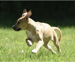 Small #5 Shepradors