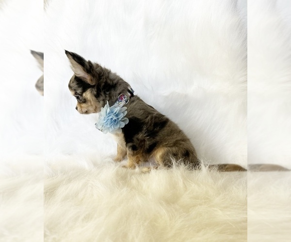 Medium Photo #5 Chihuahua Puppy For Sale in SACRAMENTO, CA, USA