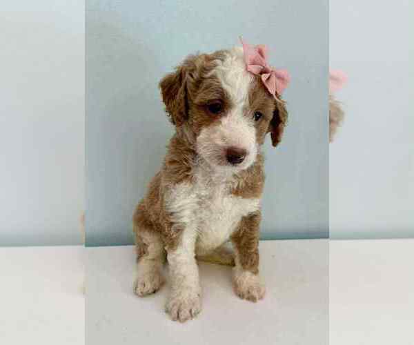 Medium Photo #3 Aussiedoodle-Labradoodle Mix Puppy For Sale in BRYANTOWN, MD, USA