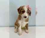 Small Photo #3 Aussiedoodle-Labradoodle Mix Puppy For Sale in BRYANTOWN, MD, USA