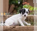 Small Photo #11 Labrador Retriever-Unknown Mix Puppy For Sale in San Diego, CA, USA