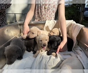 Labrador Retriever Puppy for sale in ROGERSVILLE, MO, USA