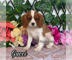Cavalier King Charles Spaniel Puppy for sale in MIAMI, FL, USA