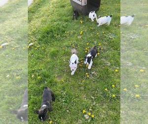 French Bulldog Puppy for sale in VIRGINIA BCH, VA, USA