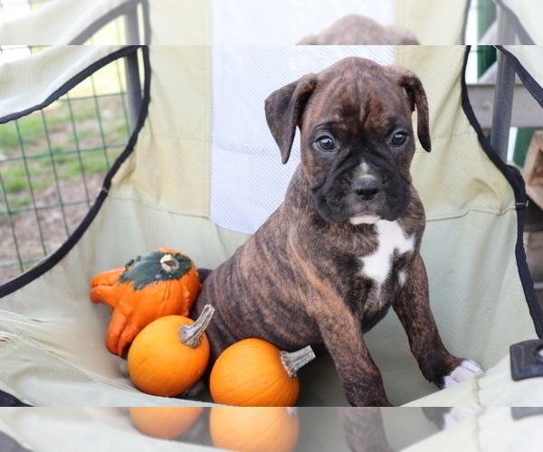 Medium Photo #1 Boxer Puppy For Sale in SHILOH, OH, USA
