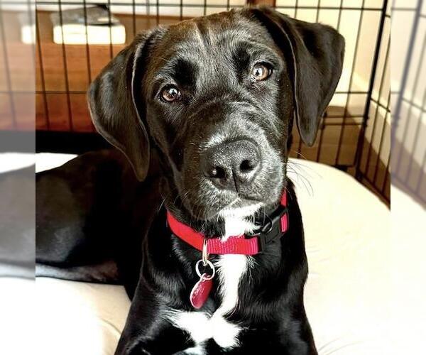 Medium Photo #7 Labrador Retriever-Unknown Mix Puppy For Sale in San Diego, CA, USA