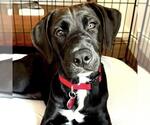 Small #6 Labrador Retriever Mix