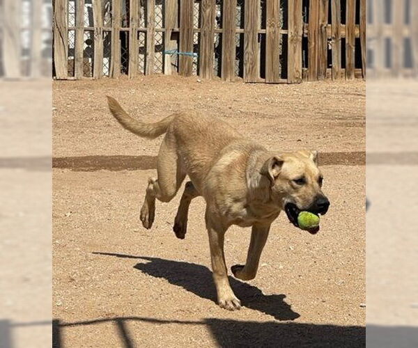 Medium Photo #1 Mutt Puppy For Sale in Apple Valley, CA, USA