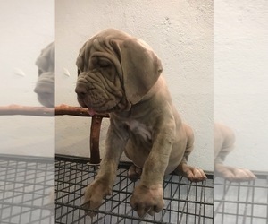 Neapolitan Mastiff Puppy for sale in ARLINGTON, CA, USA