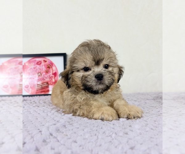 Medium Photo #2 Shih-Poo Puppy For Sale in INDIANAPOLIS, IN, USA