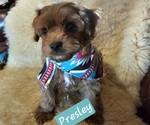 Small #3 Cavachon-Poodle (Toy) Mix
