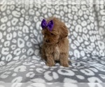 Small #4 Cockapoo (Miniature)