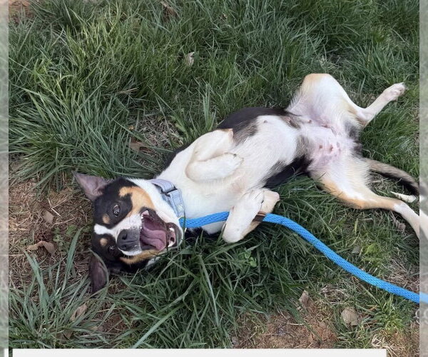 Medium Photo #3 Australian Shepherd-Unknown Mix Puppy For Sale in Mooresville, NC, USA