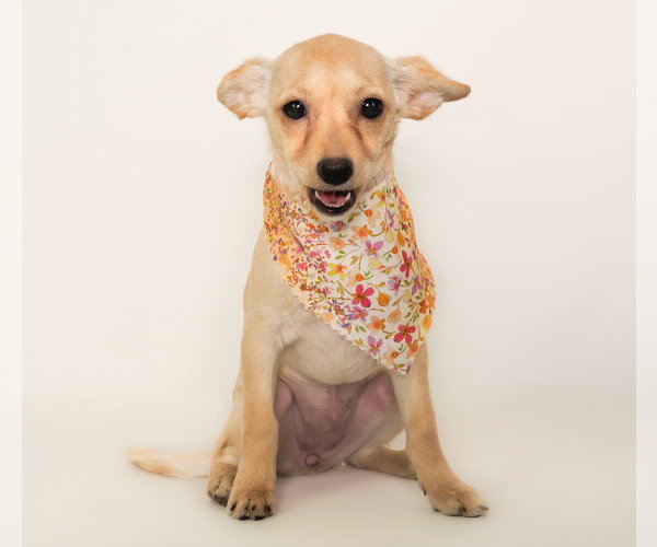 Medium Photo #1 Chi-Poo (Miniature) Puppy For Sale in Phoenix, AZ, USA