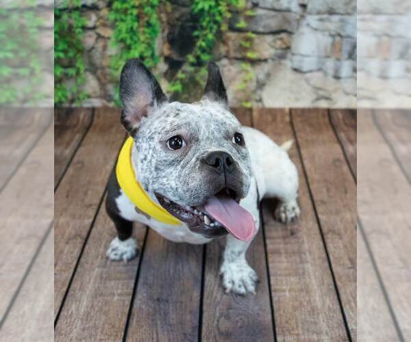 Medium Photo #6 Bulldog-Unknown Mix Puppy For Sale in Kennesaw, GA, USA