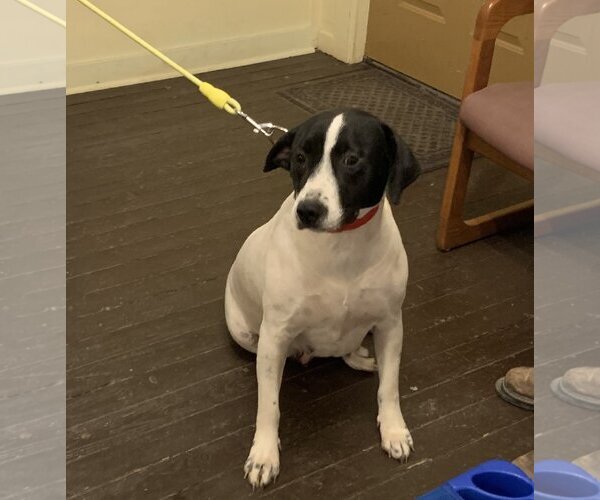 Medium Photo #4  Puppy For Sale in , 