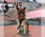 Small #29 German Shepherd Dog