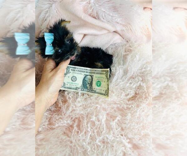 Medium Photo #4 Yorkshire Terrier Puppy For Sale in PEMBROKE PINES, FL, USA