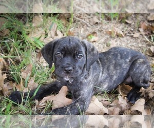 Cane Corso Puppy for sale in ABERDEEN, MS, USA