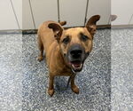 Small #1 German Shepherd Dog Mix