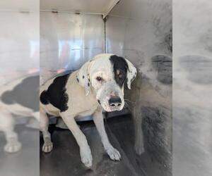 American Pit Bull Terrier-Unknown Mix Dogs for adoption in Bakersfield, CA, USA